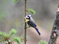 Cyanistes caeruleus 121, Pimpelmees, Saxifraga-Luuk Vermeer