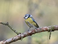 Cyanistes caeruleus 123, Pimpelmees, Saxifraga-Luuk Vermeer