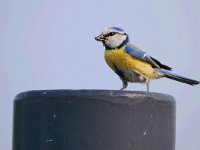 Cyanistes caeruleus 3, Pimpelmees, Saxifraga-Tom Heijnen