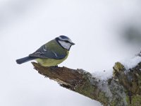 Pimpelmees, Blue Tit, Cyanistes caeruleus  Een pimpelmees op het Buurserzand. Pimpelmees, Blue Tit, Cyanistes caeruleus  Het Buurserzand is aangewezen als Natura 2000-gebied in het kader van de Natuurbeschermingswet. : Nederland, adult, Vogelrichtlijn, winter, Natuurmonumenten, mees, vogel, natuurgebied, volwassen, branch, koude, snow, natuur, tit, kou, nature reserve, Habitatrichtijn, sneeuw, nature area, protected, cold, Pimpelmees, nature, Cyanistes caeruleus, Overijssel, Natura 2000-gebied, Blue Tit, december, Natura 2000, The Netherlands, Buurserzand, bird, tak, Buurse, beschermd, freezing, Special Protected Area, Haaksbergen