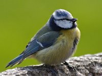 Pimpelmees #01 : Parus caeruleus, Blue Tit, Pimpelmees, juveniel