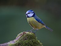 Pimpelmees  Pimpelmees Garderen : Parus caeruleus