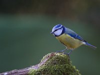 Pimpelmees  Pimpelmees Garderen : Parus caeruleus