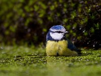 Pimpelmees  Pimpelmees Garderen : Parus caeruleus