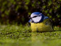 Pimpelmees  Pimpelmees Garderen : Parus caeruleus