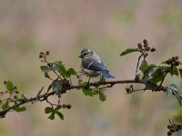 Cyanistes caeruleus 65, Pimpelmees, Saxifraga-Luuk Vermeer