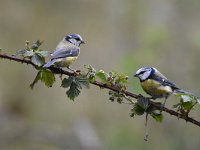 Cyanistes caeruleus 69, Pimpelmees, Saxifraga-Luuk Vermeer