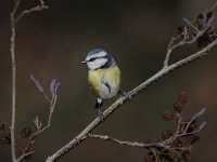 Cyanistes caeruleus 70, Pimpelmees, Saxifraga-Luuk Vermeer