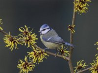 Cyanistes caeruleus 72, Pimpelmees, Saxifraga-Luuk Vermeer