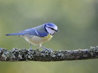 Cyanistes caeruleus 73, Pimpelmees, Saxifraga-Luuk Vermeer