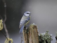 Cyanistes caeruleus 76, Pimpelmees, Saxifraga-Luuk Vermeer