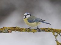 Cyanistes caeruleus 77, Pimpelmees, Saxifraga-Luuk Vermeer