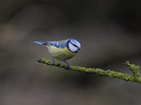 Cyanistes caeruleus 79, Pimpelmees, Saxifraga-Luuk Vermeer