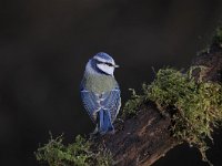 Cyanistes caeruleus 86, Pimpelmees, Saxifraga-Luuk Vermeer