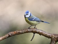 Cyanistes caeruleus 89, Pimpelmees, Saxifraga-Luuk Vermeer