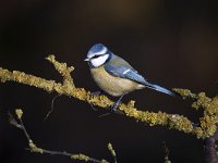 Cyanistes caeruleus 95, Pimpelmees, Saxifraga-Luuk Vermeer