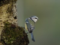 Cyanistes caeruleus 96, Pimpelmees, Saxifraga-Luuk Vermeer