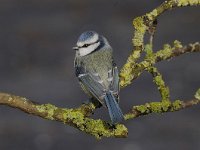 Cyanistes caeruleus 97, Pimpelmees, Saxifraga-Luuk Vermeer