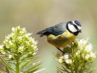 Cyanistes teneriffae 4, Tenerifepimpelmees, Saxifraga-Theo Verstrael