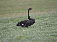 Cygnus atratus 15, Zwarte zwaan, Saxifraga-Luuk Vermeer