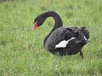 Cygnus atratus 16, Zwarte zwaan, Saxifraga-Luuk Vermeer