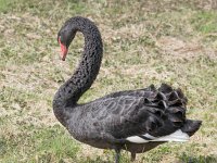 Cygnus atratus 01, Zwarte zwaan, AHB  Zwarte zwaan; Cygnus atratus Zwolle, De Koperen Hoogte op 8 april 2018