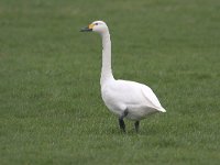 kleine Zwaan; Bewicks Swan; Cygnus columbianus  kleine Zwaan; Bewicks Swan; Cygnus columbianus : Arkemheen, Bewicks Swan, Cygnus columbianus, Kleine Zwaan, Nijkerk, Polder Arkemheen, Utrecht, agrarisch gebied, agricultural area, bird, gras, graseter, grasland, grassland, green, groen, januari, january, meadow, migratory bird, trekvogel, veenweide, vogel, water bird, watervogel, weide, white, winter, wintergast, wit