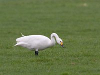 kleine Zwaan; Bewicks Swan; Cygnus columbianus  kleine Zwaan; Bewicks Swan; Cygnus columbianus : Arkemheen, Bewicks Swan, Cygnus columbianus, Kleine Zwaan, Nijkerk, Polder Arkemheen, Utrecht, agrarisch gebied, agricultural area, bird, gras, graseter, grasland, grassland, green, groen, januari, january, meadow, migratory bird, trekvogel, veenweide, vogel, water bird, watervogel, weide, white, winter, wintergast, wit