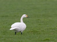 kleine Zwaan; Bewicks Swan; Cygnus columbianus  kleine Zwaan; Bewicks Swan; Cygnus columbianus : Arkemheen, Bewicks Swan, Cygnus columbianus, Kleine Zwaan, Nijkerk, Polder Arkemheen, Utrecht, agrarisch gebied, agricultural area, bird, gras, graseter, grasland, grassland, green, groen, januari, january, meadow, migratory bird, trekvogel, veenweide, vogel, water bird, watervogel, weide, white, winter, wintergast, wit