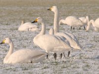 Cygnus bewickii 20, Kleine zwaan, Saxifraga-Luuk Vermeer