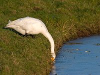 kleine zwaan  kleine zwaan in Arkemheen waterdrinkend : Cygnus bewickii