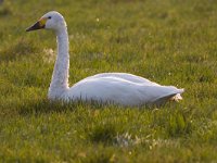 Cygnus bewickii 9, Kleine zwaan, Saxifraga-Jan Nijendijk