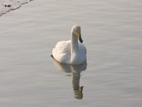 Wilde zwaan  Wilde zwaan op ijs : Cygnus cygnus