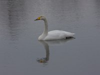 Wilde zwaan  Wilde zwaan op ijs : Cygnus cygnus