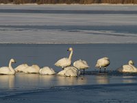 Wilde zwaan  Wilde zwanen op het Veluwemeer : Cygnus cygnus