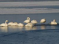 Wilde zwaan  Wilde zwanen op het Veluwemeer : Cygnus cygnus