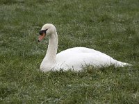 Knobbelzwaan  Mute Swan resting in grassland : avifauna, bird, color, colour, Dutch Holland Netherlands, fauna, grass, grassland, horizontal, meadiw, meadow, Mute Swan, no people, nobody, waterbird, waterfowl, Knobbelzwaan