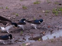 Delichon urbica 20, Huiszwaluw, Saxifraga-Luuk Vermeer