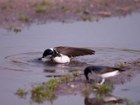 Delichon urbica 28, Huiszwaluw, Saxifraga-Luuk Vermeer