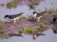 Delichon urbica 30, Huiszwaluw, Saxifraga-Luuk Vermeer