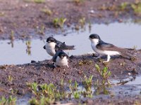 Delichon urbica 43, Huiszwaluw, Saxifraga-Luuk Vermeer