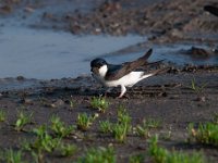 Delichon urbica 48, Huiszwaluw, Saxifraga-Luuk Vermeer