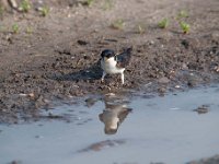 Delichon urbica 51, Huiszwaluw, Saxifraga-Luuk Vermeer