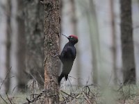 Dryocopus martius 12, Zwarte specht, Saxifraga-Luuk Vermeer