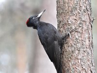 Dryocopus martius 50, Zwarte specht, Saxifraga-Luuk Vermeer