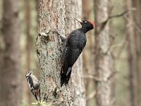 Dryocopus martius 14, Zwarte specht, Saxifraga-Luuk Vermeer