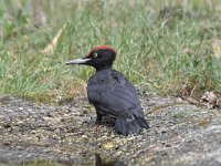 Dryocopus martius 20, Zwarte specht, Saxifraga-Luuk Vermeer