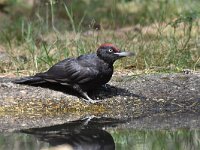 Dryocopus martius 33, Zwarte specht, Saxifraga-Luuk Vermeer