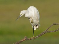 Egretta garzetta 100, Kleine zilverreiger, Saxifraga-Joerg Mager