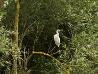 Kleine zilverreiger  Kleine zilverreiger - Egretta garzetta